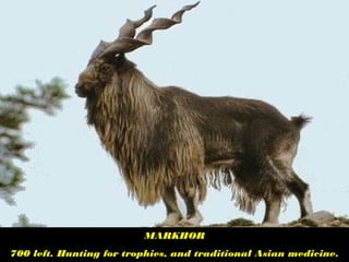 MARKHOR
700 left. Hunting for trophies, and traditional Asian medicine.
 