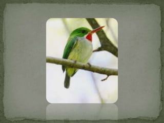 Especies endemicas en extincion, etc.