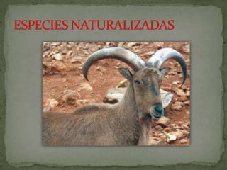 Especies endemicas en extincion, etc.