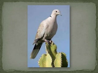 Especies endemicas en extincion, etc.