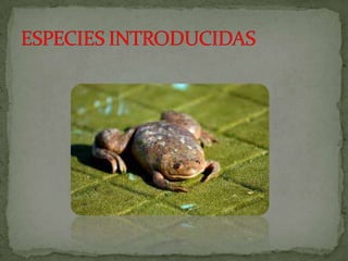 Especies endemicas en extincion, etc.