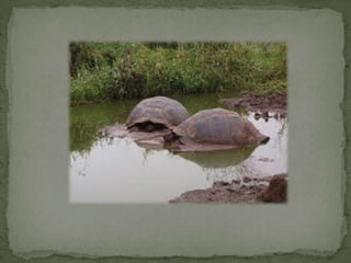 Especies endemicas en extincion, etc.