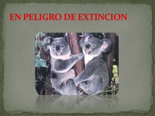 Especies endemicas en extincion, etc.