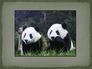 Especies endemicas en extincion, etc.