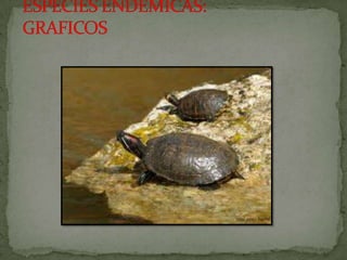 Especies endemicas en extincion, etc.