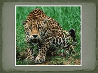 Especies endemicas en extincion, etc.