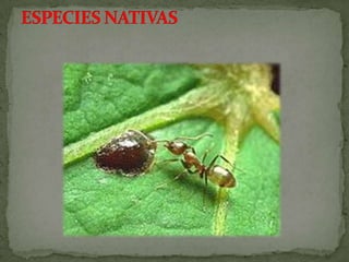 Especies endemicas en extincion, etc.