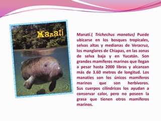 Manatí.( Trichechus manatus) Puede
ubicarse en los bosques tropicales,
selvas altas y medianas de Veracruz,
los manglares de Chiapas, en las zonas
de selva baja y en Yucatán. Son
grandes mamíferos marinos que llegan
a pesar hasta 2000 libras y alcanzan
más de 3.60 metros de longitud. Los
manatíes son los únicos mamíferos
marinos     que    son     herbívoros.
Sus cuerpos cilíndricos los ayudan a
conservar calor, pero no poseen la
grasa que tienen otros mamíferos
marinos.
 