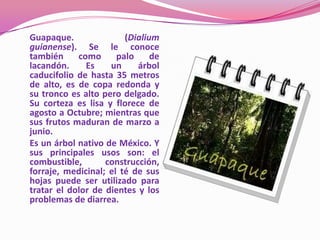 Guapaque.               (Dialium
guianense). Se le conoce
también     como      palo     de
lacandón.     Es    un     árbol
caducifolio de hasta 35 metros
de alto, es de copa redonda y
su tronco es alto pero delgado.
Su corteza es lisa y florece de
agosto a Octubre; mientras que
sus frutos maduran de marzo a
junio.
Es un árbol nativo de México. Y
sus principales usos son: el
combustible,       construcción,
forraje, medicinal; el té de sus
hojas puede ser utilizado para
tratar el dolor de dientes y los
problemas de diarrea.
 