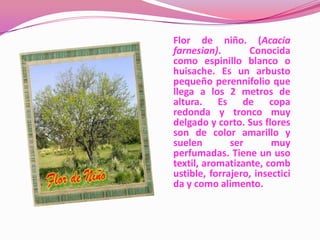 Flor de niño. (Acacia
farnesian).       Conocida
como espinillo blanco o
huisache. Es un arbusto
pequeño perennifolio que
llega a los 2 metros de
altura. Es de copa
redonda y tronco muy
delgado y corto. Sus flores
son de color amarillo y
suelen        ser       muy
perfumadas. Tiene un uso
textil, aromatizante, comb
ustible, forrajero, insectici
da y como alimento.
 