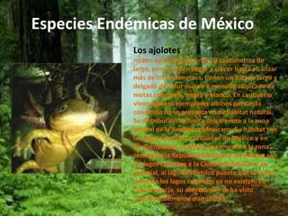 Especies Endémicas de México 
Los ajolotes 
miden aproximadamente 20 centímetros de 
largo, pero pueden llegar a crecer hasta alcanzar 
más de 30 centímetros. tienen un cuerpo largo y 
delgado de color oscuro a menudo salpicado de 
motas color café, negro y blanco. En cautiverio 
viven algunos ejemplares albinos pero esta 
condición no se presenta en su hábitat natural. 
Su distribución se limita únicamente a la zona 
central de la República Mexicana. Su hábitat son 
los lagos cercanos a la Ciudad de México y en 
Su distribución se limita únicamente a la zona 
central de la República Mexicana. Su hábitat son 
los lagos cercanos a la Ciudad de México y en 
especial, al lago Xochimilco puesto que la mayor 
parte de los lagos centrales ya no existen. En 
consecuencia, su distribución se ha visto 
considerablemente disminuida. 
 