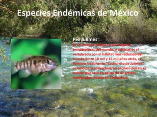 Especies Endémicas de México 
Pez Julimes 
Es un Pez que habita en las mayores 
temperaturas del mundo; y ademas es el 
vertebrado con el hábitat más reducido del 
mundo.Entre 10 mil y 15 mil años atrás, el 
llamado localmente "Cachorrito de Julimes" 
se aisló para convertirse en el único pez en el 
mundo que vive en aguas de 47 grados 
centígrados, habita en Chihuahua. 
 
