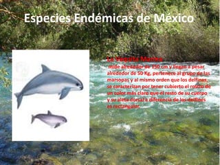 Especies Endémicas de México 
La Vaquita Marina 
mide alrededor de 150 cm y llegan a pesar 
alrededor de 50 Kg, pertenece al grupo de las 
marsopas y al mismo orden que los delfines, 
se caracterizan por tener cubierto el rostro de 
un color más claro que el resto de su cuerpo 
y su aleta dorsal a diferencia de los delfines 
es rectangular. 
 