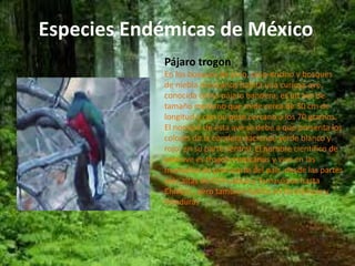 Especies Endémicas de México 
Pájaro trogon 
En los bosques de pino, pino-encino y bosques 
de niebla mexicanos habita una curiosa ave, 
conocida como pájaro bandera, es un ave de 
tamaño mediano que mide cerca de 30 cm de 
longitud y con un peso cercano a los 70 gramos. 
El nombre de esta ave se debe a que presenta los 
colores de la bandera nacional, verde blanco y 
rojo, en su parte ventral. El nombre científico de 
esta ave es trogon mexicanus y vive en las 
montañas de gran parte del país, desde las partes 
más altas de Chihuahua y Tamaulipas hasta 
Chiapas, pero también habita en Guatemala y 
Honduras 
 