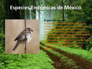 Especies Endémicas de México 
El gorrión serrano 
El gorrión serrano (Xenospiza baileyi) es una 
especie endémica que encuentra en pastizales 
templados de gran elevación, al occidente y 
centro de México. Esta en la lista de especies en 
peligro de extinción. Existen registros históricos 
para al menos siete sitios en México: dos en 
Durango, uno en Jalisco y cuatro al sur del Valle 
de México. Sin embargo, prácticamente se 
desconoce información básica sobre esta 
especie. 
 