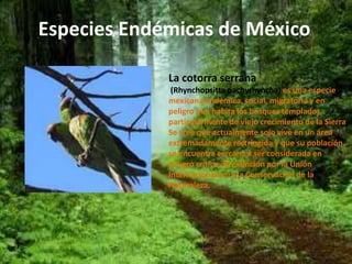 Especies Endémicas de México 
La cotorra serrana 
(Rhynchopsitta pachyrhyncha) es una especie 
mexicana endémica, social, migratoria y en 
peligro que habita los bosques templados, 
particularmente de viejo crecimiento de la Sierra 
Se cree que actualmente solo vive en un área 
extremadamente restringida y que su población 
se encuentra cercana a ser considerada en 
peligro crítico de extinción por la Unión 
Internacional para la Conservación de la 
Naturaleza. 
 