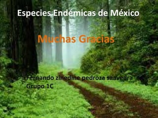 Especies Endémicas de México 
Muchas Gracias 
Fernando zinedine pedroza saavedra 
Grupo 1C 
