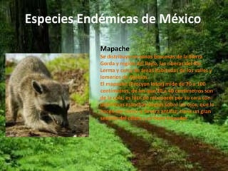 Especies Endémicas de México 
Mapache 
Se distribuye en zonas boscosas de la Sierra 
Gorda y región del Bajío, las riberas del Río 
Lerma y cerca de áreas habitadas de los valles y 
lomeríos de Ojuelos. 
El mapache (Procyon lotor) mide de 70 a 100 
centímetros, de los que 20 a 40 centímetros son 
de la cola; es fácil de reconocer por su cara con 
distintivas manchas negras sobre los ojos, que lo 
hacen ver como si llevara antifaz; tiene un gran 
sentido del olfato y es buen trepador. 
 