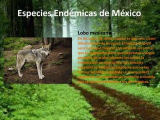 Especies Endémicas de México 
Lobo mexicano 
En las zonas de clima tropical se dan tres clases 
diferenciadas de bosques: El bosque tropical 
seco o bosque tropical con estación seca en el 
que la vegetación tiene que adaptarse a largos 
períodos de aridez, durante los cuales la 
evaporación es muy activa. Los paisajes 
vegetales se empobrecen poco a poco y las 
formas xerófilas (adaptadas a la sequedad) 
adquieren una importancia creciente a medida 
que se van aproximando a los dos Trópicos. 
 