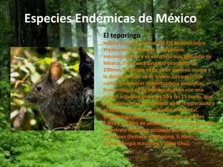 Especies Endémicas de México 
El teporingo 
Habita en parte central del Eje Neovolcánico 
Transversal. Pertenece a un género 
monoespecífico y es el conejo más pequeño de 
México. Tiene una longitud promedio de 
290mm. Su pelaje es de color moreno oscuro y 
la diminuta cola no es visible. Las patas son 
cortas y las orejas redondeadas y pequeñas. 
Romerolagus es de hábitos diurnos con una 
mayor actividad entre las 10 y las 15 horas, que 
coinciden con el incremento de la temperatura y 
el decremento de la humedad ambiental. 
El teporingo puede ser encontrado entre los 
2,800 y 4,250m de altitud en bosque de pino con 
un estrato herbáceo ocupado por gramíneas o 
zacatones (Festuca amplissima, F. rosei, 
Muhlenbergia macroura y Stipa ichu). 
 
