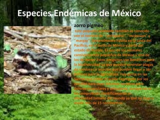 Especies Endémicas de México 
zorro pigmeo 
Este pequeño animalito también es conocido 
con el nombre de "pichigueta", "mojocuan" y 
"margay". Generalmente habita en la costa del 
Pacífico, en el Golfo de México y parte del 
estado de Puebla. Es uno de los animales 
carnívoros más pequeños de México y uno de 
los de menor Estos amiguitos son benéficos para 
la biodiversidad ya que pueden controlar plagas 
de roedores o insectos que pueden llegar a ser 
dañinos para la agricultura. Hay gente en las 
Sierras que utiliza el aceite segregado por los 
zorrillos para crear pócimas curativas para 
dolores musculares y articulares, aunque no se 
ha comprobado científicamente su 
efectividad.tamaño del mundo ya que no llega a 
medir más de 15 centímetros. 
 