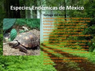 Especies Endémicas de México 
Tortuga del desierto 
Es una de las especies en las Tortugas Terrestres, 
o Tortugas de Tierra, (familia Testudinidae). Esta 
familia de tortugas se estudia en las Tortugas 
Criptodiras (suborden Cryptodira) que son las 
tortugas que retraen la cabeza dentro del 
carapacho, en diferencia de las tortugas 
pleurodiras que esconden la cabeza doblando el 
cuello lateral al cuerpo. 
Esta tortuga es natural de América del Norte. Su 
distribución comprende los Estados Unidos 
(sureste de California, sur de Nevada, oeste de 
Arizona y extremo suroeste de Utah) y México 
(norte de Baja California, Sonora y noroeste de 
Sinaloa). 
es una especie relativamente sedentaria que 
usualmente se mantiene en un área de 
actividad. 
 