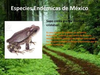 Especies Endémicas de México 
Sapo cresta grande (Incilius 
cristatus) 
Es una especie de anfibios de la familia 
Bufonidae, endémica del centro de la Sierra 
Madre Oriental (México).Su hábitat natural son 
los bosques nubosos prístinos (dominados por el 
roble) montanos. 
 