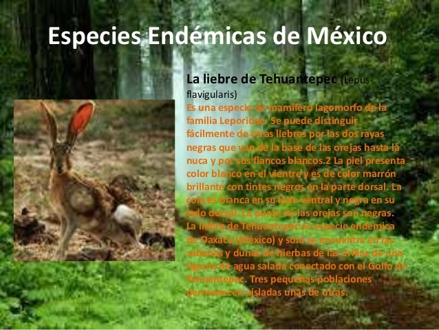 Especies endémicas de méxico