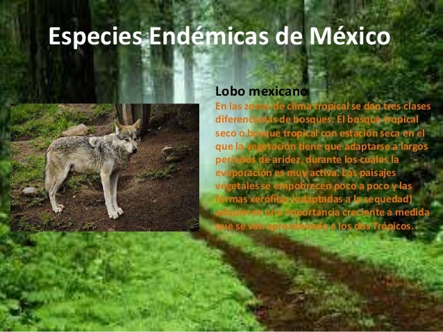 Qué Son Las Especies Endémicas De México Lista / Fauna endémica de México