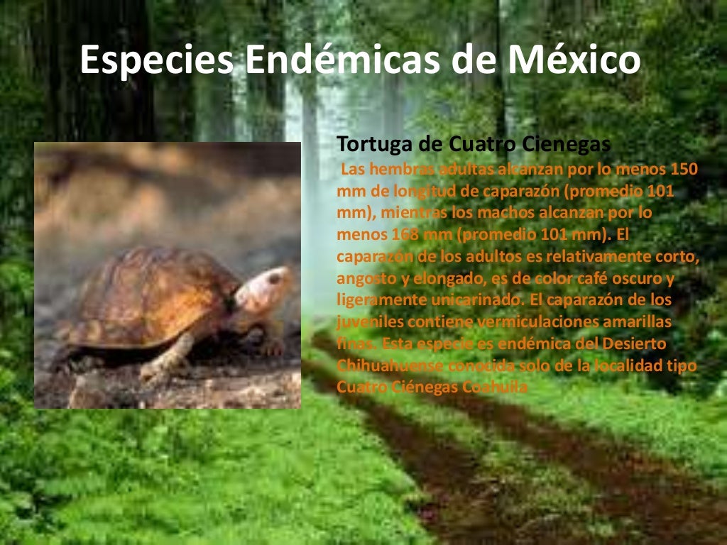 Especies endémicas de méxico