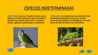 ESPECIES INDETERMINADAS
LORO VERDE: loro es el nombre común que se
aplica a una 340 especies de aves de brillante
colorido que incluye entre otros a cacatúas,
loritos, agapornis, guacamayas y periquitos.
CAMALEON: los camaleones son una familia de
pequeños sauropsidos escamosos. Existen
cerda de 161 especies de camaleones, la mayor
parte de ellas en áfrica al sur del Sahara.
 