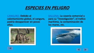 ESPECIES EN PELIGRO
CANGURO: Debido al
calentamiento global, el canguro,
podría desaparecer en pocos
años.
BALLENA: La casería comercial y
para su “investigación”, el trafico
marítimo, la contaminación de
los mares, etc.
 