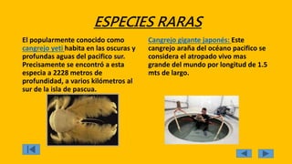 ESPECIES RARAS
El popularmente conocido como
cangrejo yeti habita en las oscuras y
profundas aguas del pacifico sur.
Precisamente se encontró a esta
especia a 2228 metros de
profundidad, a varios kilómetros al
sur de la isla de pascua.
Cangrejo gigante japonés: Este
cangrejo araña del océano pacifico se
considera el atropado vivo mas
grande del mundo por longitud de 1.5
mts de largo.
 