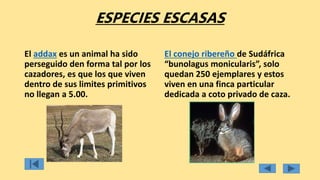 ESPECIES ESCASAS
El addax es un animal ha sido
perseguido den forma tal por los
cazadores, es que los que viven
dentro de sus limites primitivos
no llegan a 5.00.
El conejo ribereño de Sudáfrica
“bunolagus monicularis”, solo
quedan 250 ejemplares y estos
viven en una finca particular
dedicada a coto privado de caza.
 
