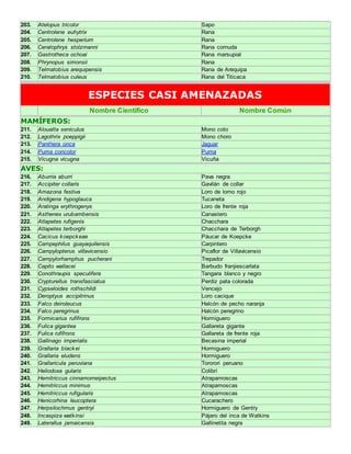 203. Atelopus tricolor Sapo 
204. Centrolene euhytrix Rana 
205. Centrolene hesperium Rana 
206. Ceratophrys stolzmanni Rana cornuda 
207. Gastrotheca ochoai Rana marsupial 
208. Phrynopus simonsii Rana 
209. Telmatobius arequipensis Rana de Arequipa 
210. Telmatobius culeus Rana del Titicaca 
ESPECIES CASI AMENAZADAS 
Nombre Científico Nombre Común 
MAMÍFEROS: 
211. Alouatta seniculus Mono coto 
212. Lagothrix poeppigii Mono choro 
213. Panthera onca Jaguar 
214. Puma concolor Puma 
215. Vicugna vicugna Vicuña 
AVES: 
216. Aburria aburri Pava negra 
217. Accipiter collaris Gavilán de collar 
218. Amazona festiva Loro de lomo rojo 
219. Andigena hypoglauca Tucaneta 
220. Aratinga erythrogenys Loro de frente roja 
221. Asthenes urubambensis Canastero 
222. Atlapetes rufigenis Chacchara 
223. Atlapetes terborghi Chacchara de Terborgh 
224. Cacicus koepckeae Páucar de Koepcke 
225. Campephilus guayaquilensis Carpintero 
226. Campylopterus villavicensio Picaflor de Villavicensio 
227. Campylorhamphus pucherani Trepador 
228. Capito wallacei Barbudo franjiescarlata 
229. Conothraupis speculifera Tangara blanco y negro 
230. Crypturellus transfasciatus Perdiz pata colorada 
231. Cypseloides rothschildi Vencejo 
232. Deroptyus accipitrinus Loro cacique 
233. Falco deiroleucus Halcón de pecho naranja 
234. Falco peregrinus Halcón peregrino 
235. Formicarius rufifrons Hormiguero 
236. Fulica gigantea Gallareta gigante 
237. Fulica rufifrons Gallareta de frente roja 
238. Gallinago imperialis Becasina imperial 
239. Grallaria blackei Hormiguero 
240. Grallaria eludens Hormiguero 
241. Grallaricula peruviana Tororori peruano 
242. Heliodoxa gularis Colibrí 
243. Hemitriccus cinnamomeipectus Atrapamoscas 
244. Hemitriccus minimus Atrapamoscas 
245. Hemitriccus rufigularis Atrapamoscas 
246. Henicorhina leucoptera Cucarachero 
247. Herpsilochmus gentryi Hormiguero de Gentry 
248. Incaspiza watkinsi Pájaro del inca de Watkins 
249. Laterallus jamaicensis Gallinetita negra 
 