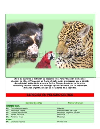 Día a día aumenta la extinción de especies en el Perú y la acción humana es 
el origen de ello... 301 especies de fauna silvestre están amenazadas por la pérdida 
de su hábitat, tráfico ilícito y cacería furtiva. Siempre hablamos de derechos 
humanos y respeto a la vida, sin embargo aquí nos topamos con un dilema que 
demanda urgente atención de los actores de la sociedad. 
ESPECIES EN PELIGRO CRITICO 
Nombre Científico Nombre Común 
MAMÍFEROS: 
001. Chinchilla brevicaudata Chinchilla 
002. Melanomys zunigae Ratón arrozalero de Zúñiga 
003. Platalina genovensium Murciélago longirostro peruano 
004. Tapirus pinchaque Pinchaque 
005. Tomopeas ravus Murciélago 
AVES: 
006. Cinclodes aricomae Churrete real 
 