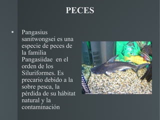 PECES Pangasius sanitwongsei es una especie de peces de la familia Pangasiidae  en el orden de los Siluriformes. Es precario debido a la  sobre pesca, la pérdida de su hábitat natural y la contaminación 