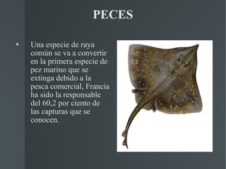 PECES Una especie de raya común se va a convertir en la primera especie de pez marino que se extinga debido a la pesca comercial, Francia ha sido la responsable del 60,2 por ciento de las capturas que se conocen. 