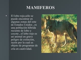 MAMIFEROS El lobo rojo,sólo se puede encontrar en algunas zonas del este de Estados Unidos , es una población híbrida reciente de lobo y coyote , el lobo rojo es un animal en grave peligro de extinción, razón por la cual es objeto de programas de cría en cautividad . 