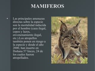 MAMIFEROS Las principales amenazas directas sobre la especie son la mortalidad inducida por el hombre (caza ilegal, cepos y lazos, envenenamiento ilegal, etc.).Los atropellos también ponen en riesgo a la especie y desde el año 2000, han muerto en Doñana 57 linces, 24 de los cuales fueron atropellados. 