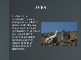 AVES El albatros de  Amsterdam , es una subespecie del albatros errante. Este albatros sólo cría en la isla de Amsterdam, en el Índico sur. Está en grave peligro de extinción, según los expertos quedan en todo el mundo unos 130 ejemplares. 