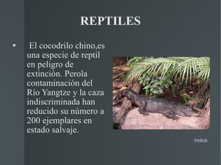 REPTILES El cocodrilo chino,es una especie de reptil en peligro de extinción. Perola contaminación del Río Yangtze y la caza indiscriminada han reducido su número a 200 ejemplares en estado salvaje. Indice 