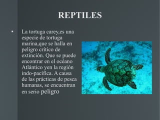 REPTILES La tortuga carey,es una especie de tortuga marina,que se halla en peligro crítico de extinción. Que se puede encontrar en el océano Atlántico yen la región indo-pacífica. A causa de las prácticas de pesca humanas, se encuentran en serio  peligro 