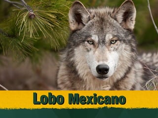 Lobo Mexicano

 