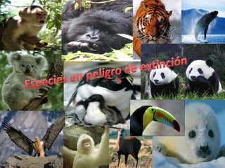 Especies en peligro de extinción 