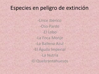 Especies en peligro de extinción
-Lince Ibérico
-Oso Pardo
-El Lobo
-La Foca Monje
-La Ballena Azul
-El Águila Imperial
-La Nutria
-El Quebrantahuesos
 