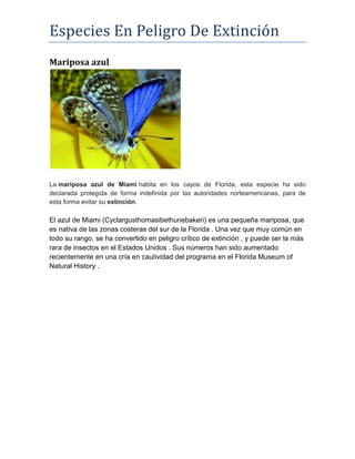 Especies En Peligro De Extinción
Mariposa azul
La mariposa azul de Miami habita en los cayos de Florida, esta especie ha sido
declarada protegida de forma indefinida por las autoridades norteamericanas, para de
esta forma evitar su extinción.
El azul de Miami (Cyclargusthomasibethunebakeri) es una pequeña mariposa, que
es nativa de las zonas costeras del sur de la Florida . Una vez que muy común en
todo su rango, se ha convertido en peligro crítico de extinción , y puede ser la más
rara de insectos en el Estados Unidos . Sus números han sido aumentado
recientemente en una cría en cautividad del programa en el Florida Museum of
Natural History .
 