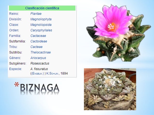 especies en peligro de extincin en chihuahua 11 638