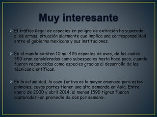  El tráfico ilegal de especies en peligro de extinción ha superado
al de armas, situación alarmante que implica una corresponsalidad
entre el gobierno mexicano y sus instituciones.
 En el mundo existen 10 mil 425 especies de aves, de las cuales
350 eran consideradas como subespecies hasta hace poco, cuando
fueron reconocidas como especies gracias al desarrollo de las
técnicas científicas.
 En la actualidad, la caza furtiva es la mayor amenaza para estos
animales, cuyas partes tienen una alta demanda en Asia. Entre
enero de 2000 y abril 2014, al menos 1590 tigres fueron
capturados –un promedio de dos por semana-.
 