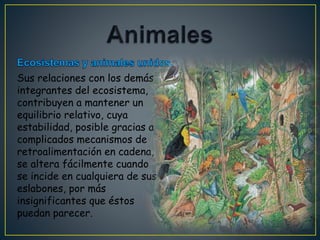 Sus relaciones con los demás
integrantes del ecosistema,
contribuyen a mantener un
equilibrio relativo, cuya
estabilidad, posible gracias a
complicados mecanismos de
retroalimentación en cadena,
se altera fácilmente cuando
se incide en cualquiera de sus
eslabones, por más
insignificantes que éstos
puedan parecer.
 